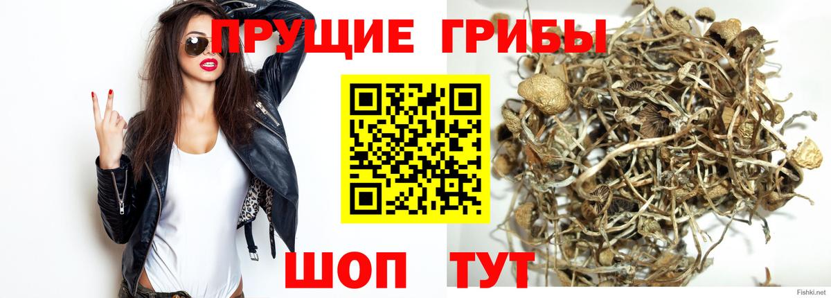 Ковров  Псилоцибиновые грибы Psilocybe  Вход с VPN 